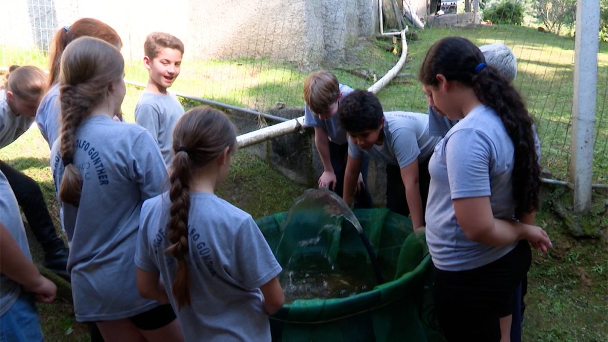 Ideia de peixe grande: crianças criam tilápias dentro de escola, aprendem matemática em SC e conquistam espaço na final de competição internacional - QTU Questões do Universo