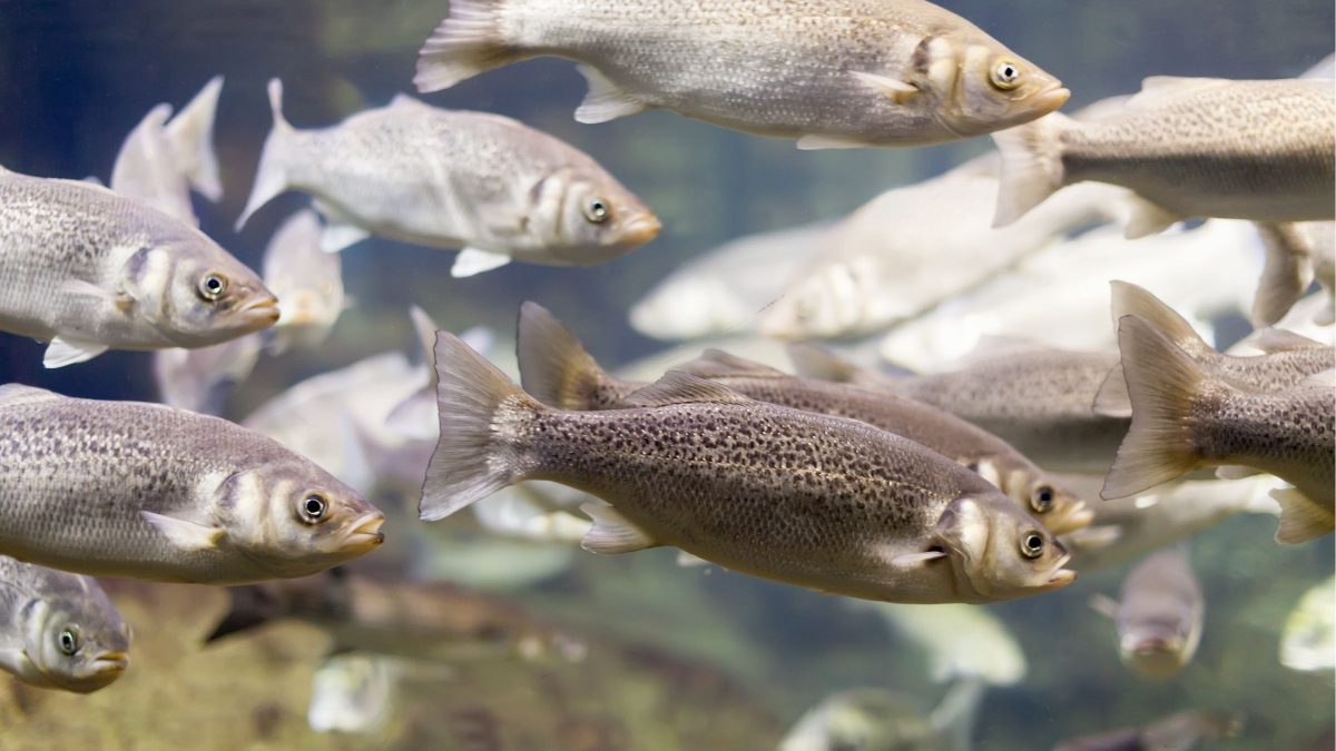 Startup cria modelo inovador para gestão de pesqueiros que promete aumentar a produtividade dos criadores de peixe em SC - QTU Questões do Universo