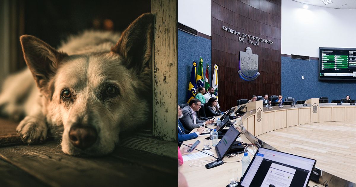 Condenados por maus-tratos serão proibidos de adotar animais e abrir pet shops em cidade de SC - QTU Questões do Universo