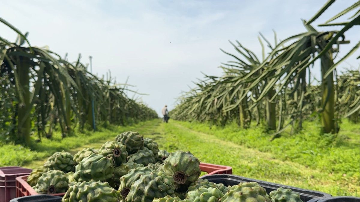 ‘Trabalho o ano inteiro’: com espinhos e cor verde, variedade de inverno da pitaya é mais