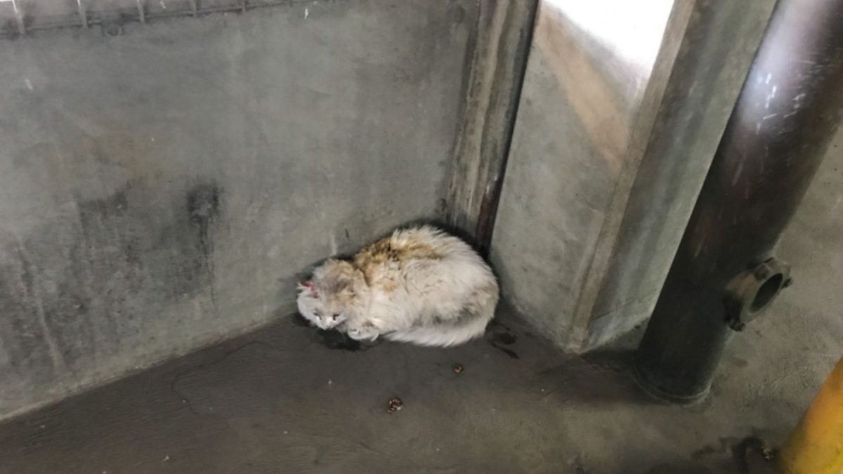 Por horas, gata fica presa no motor de um carro sem ser percebida, até que luzes no painel fazem o motorista investigar e descobrir que havia um animal escondido entre as peças - QTU Questões do Universo