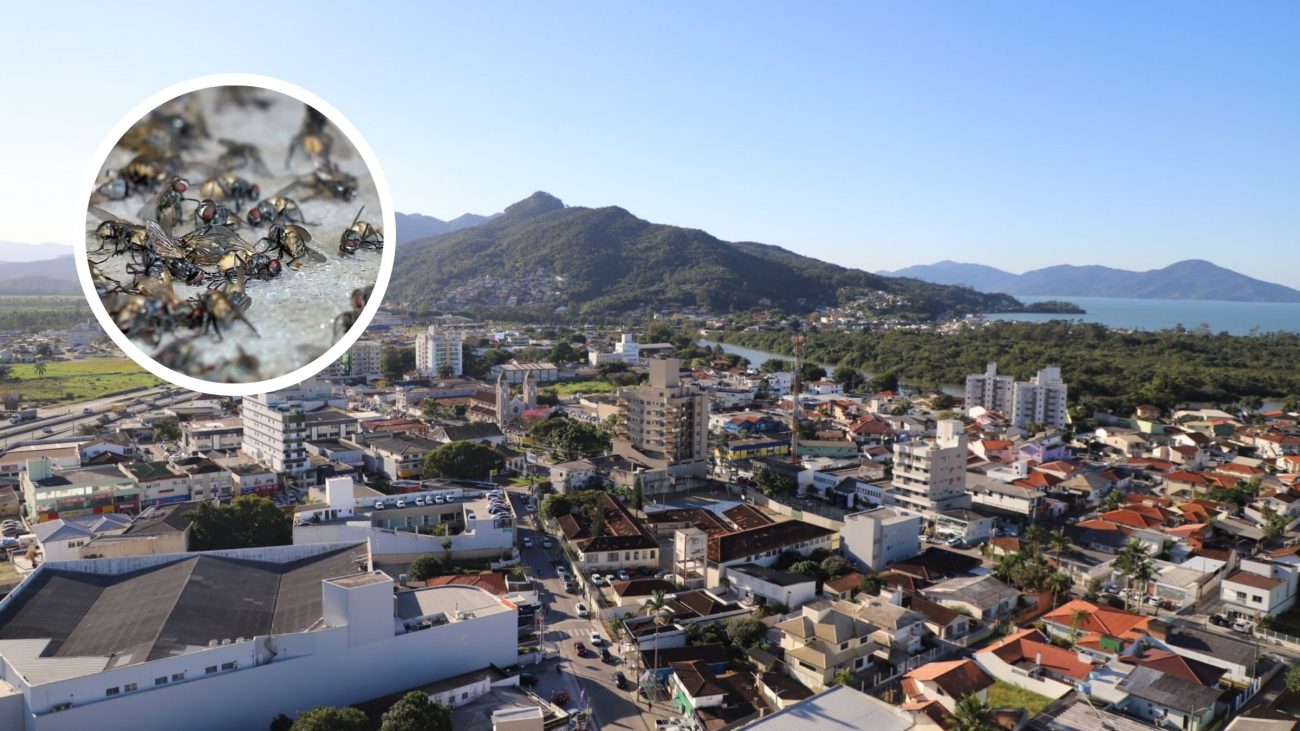Proliferação de moscas em Biguaçu