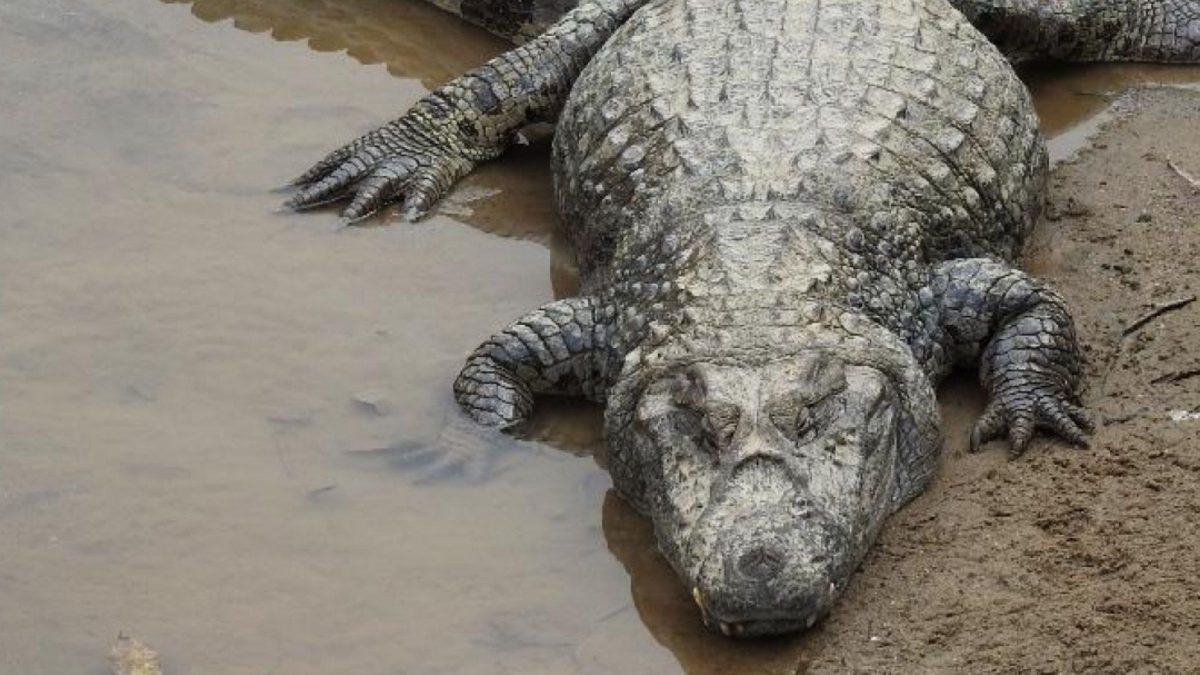 Jacaré considerado mascote de cidade de SC é flagrado em banho de sol: ‘Tá bem gordinho’ - QTU Questões do Universo
