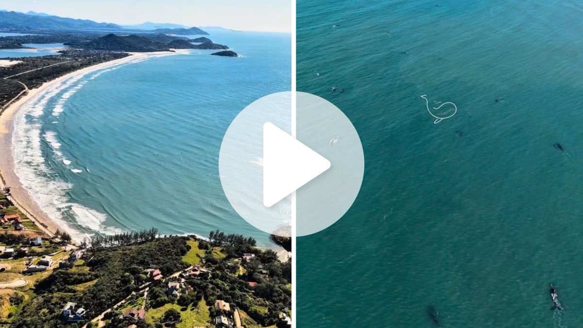 ‘Verdadeiro espetáculo’: registro histórico em praia de SC mostra  24 baleias-francas com filhotes nadando juntas no litoral; veja o vídeo - QTU Questões do Universo