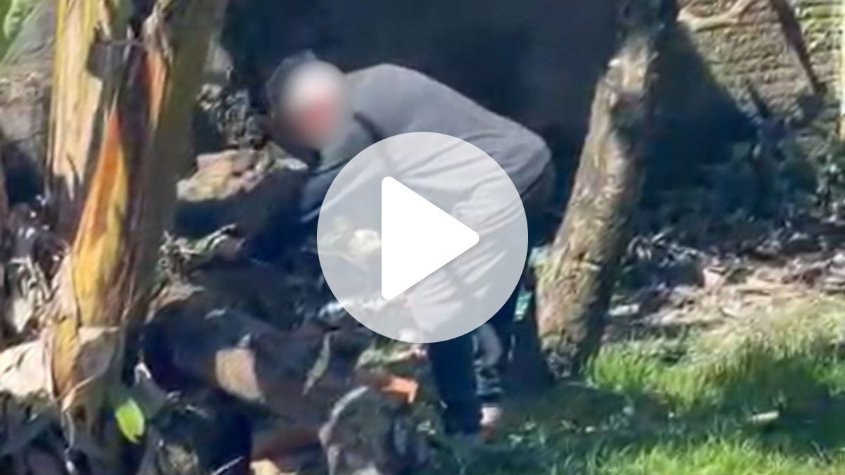 Vizinho é flagrado matando filhotes de cachorro no Paranaguamirim