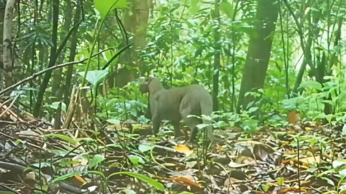 Registro histórico mostra felino raro vivo em mata de SC após anos de buscas - QTU Questões do Universo