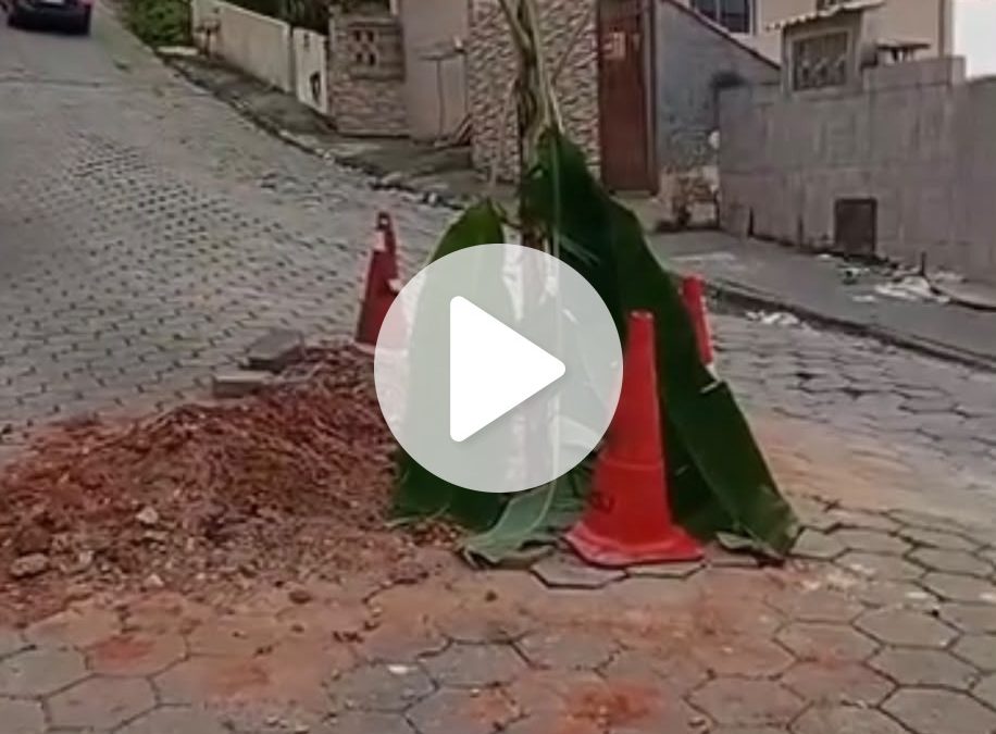 Moradores ‘plantam’ uma bananeira para protestar e sinalizar um buraco em rua da Grande Florianópolis - QTU Questões do Universo