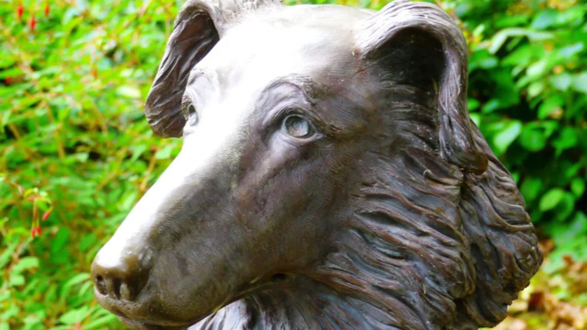 Sumiu a 4.500 km de casa: Bobbie cão maravilha desapareceu aos 2 anos e ficou 6 meses longe da família, até reaparecer em casa - QTU Questões do Universo