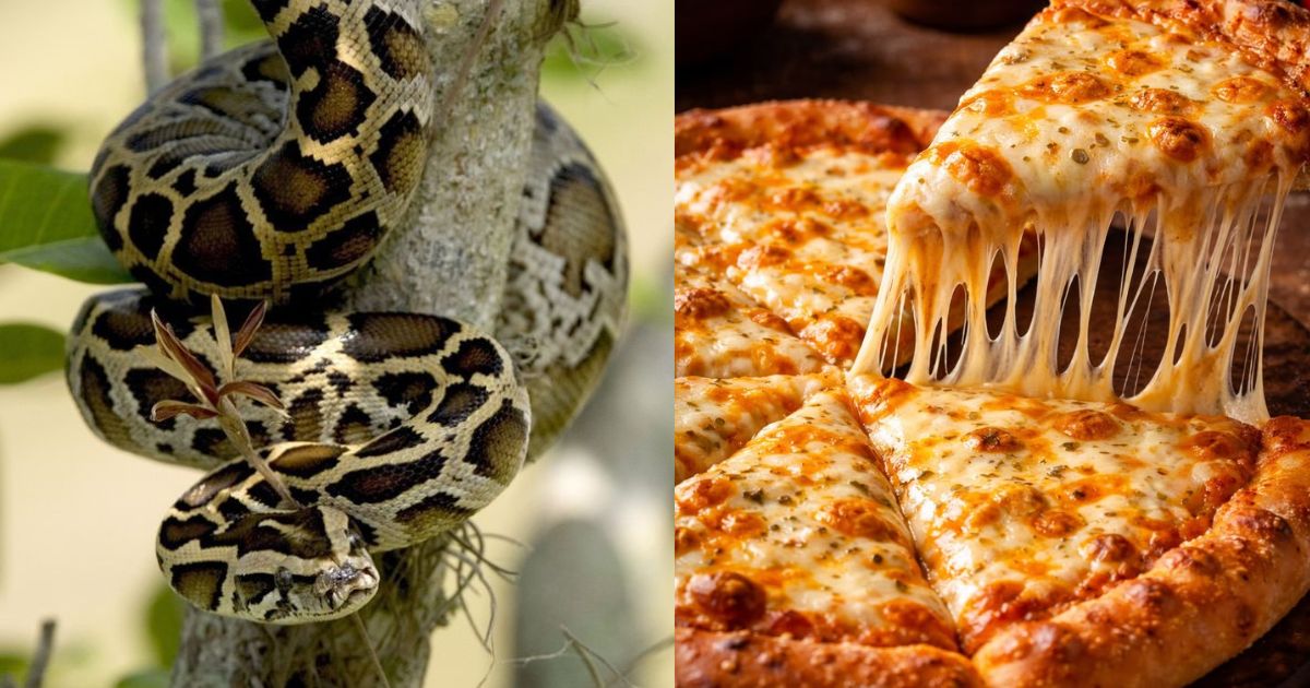 Aqueles que acharem uma píton podem trocá-la por uma pizza grande em promoção criada por dono de pizzaria que serve a carne do réptil e usa a campanha para conter a invasão na fauna local - QTU Questões do Universo