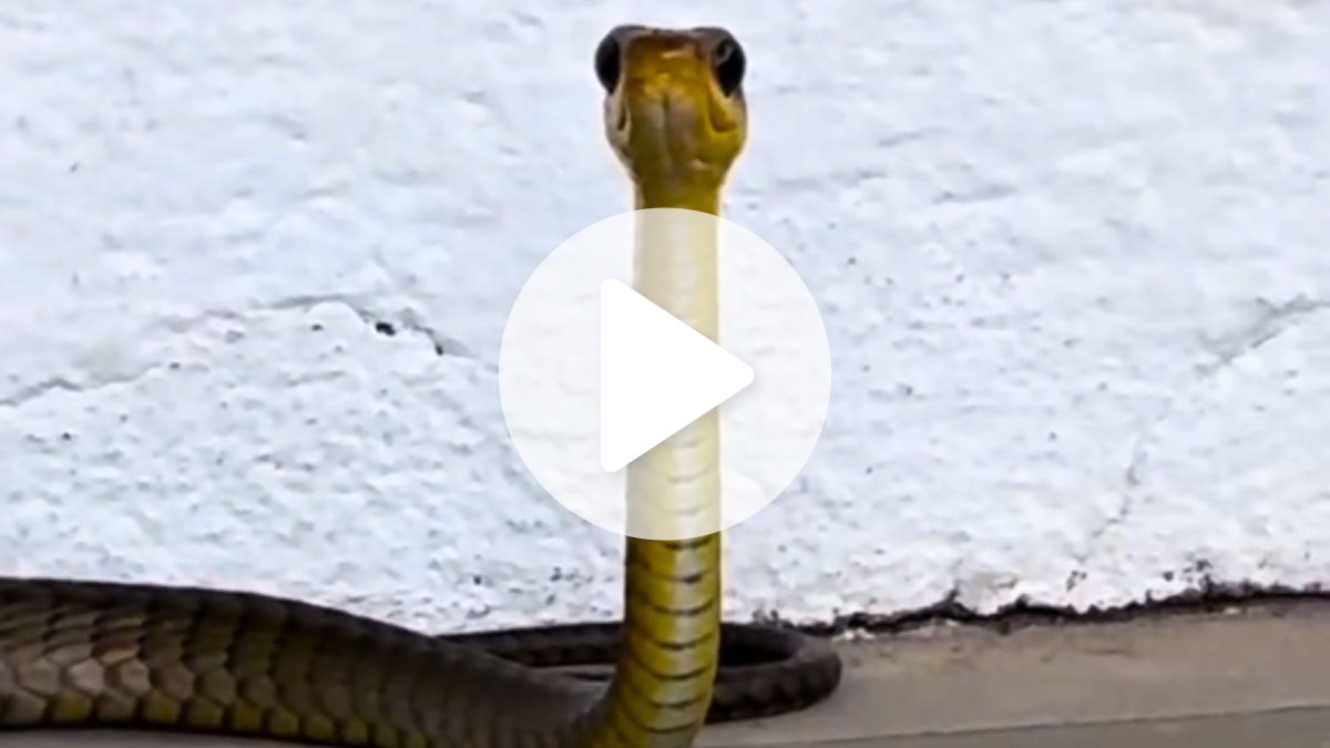 Cobra com ‘cara de avestruz’ viraliza e ganha comentário de Vanessa da Mata