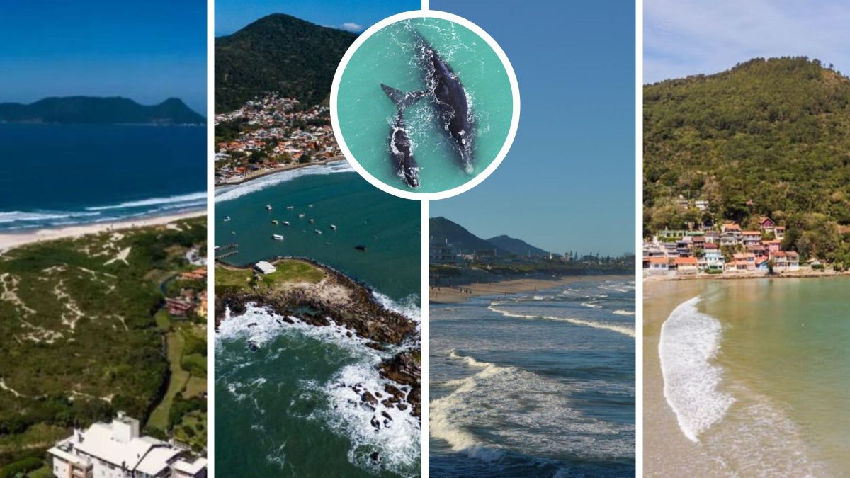 Baleias vêm ao Litoral Sul para se reproduzir e quatro praias estão entre os melhores pontos para avistamento; confira quais são eles