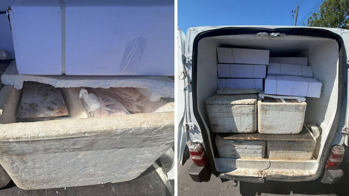 Venda clandestina de pescados termina com dois presos e 470 kg de camarão e peixe apreendidos em Florianópolis
