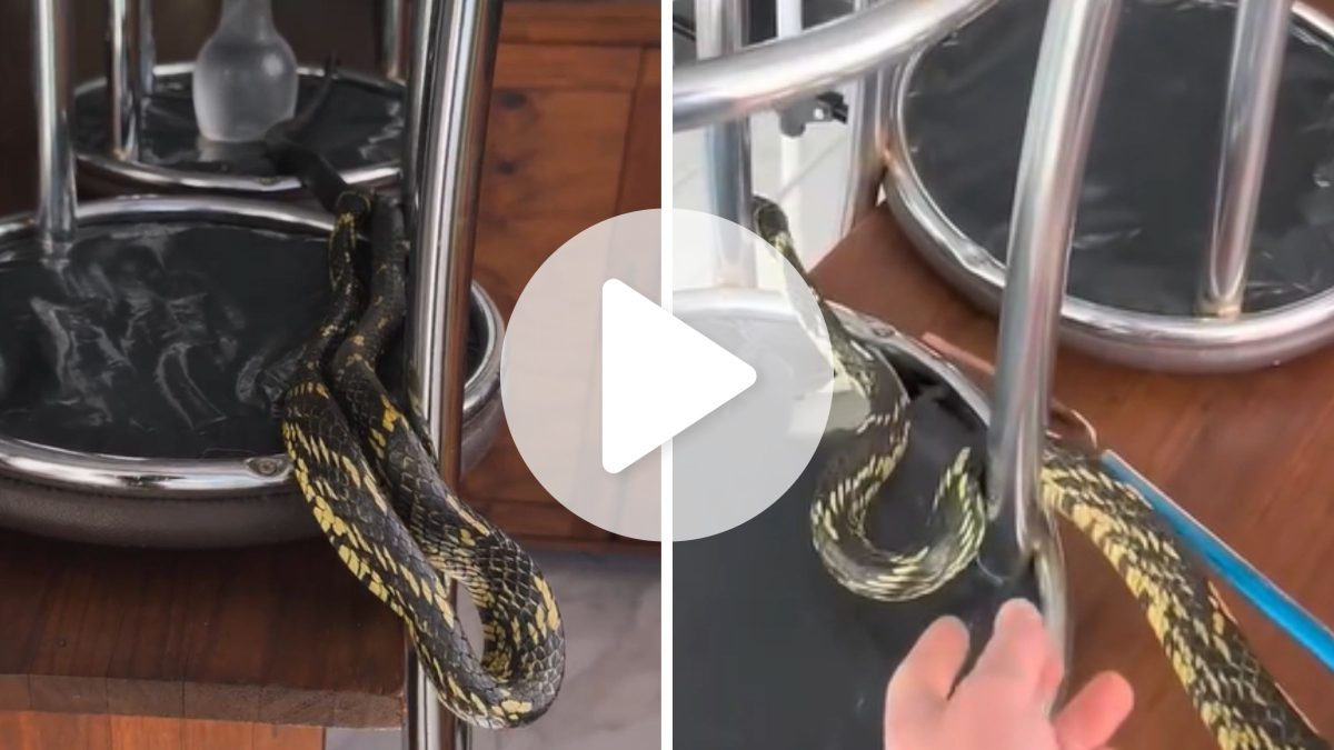 ATENÇÃO, JARAGUÁ! Cobra mais rápida do Brasil invade cozinha de casa