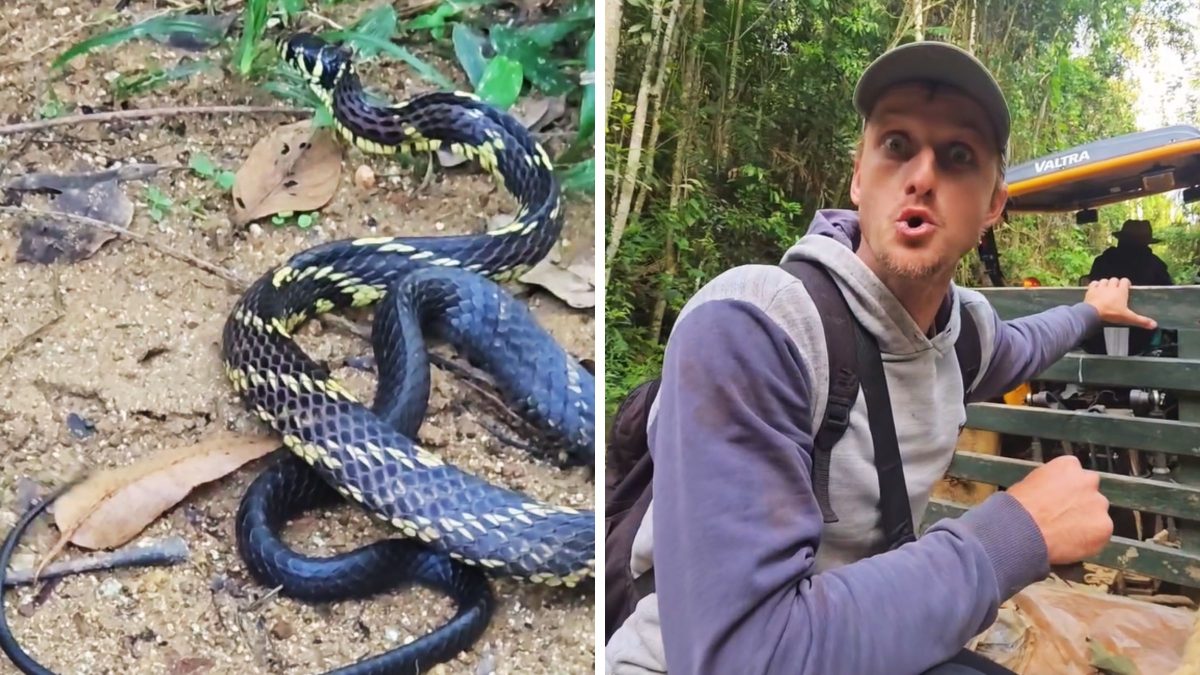 🐍 IRMÃOS ENCONTRAM COBRA GIGANTE em SC