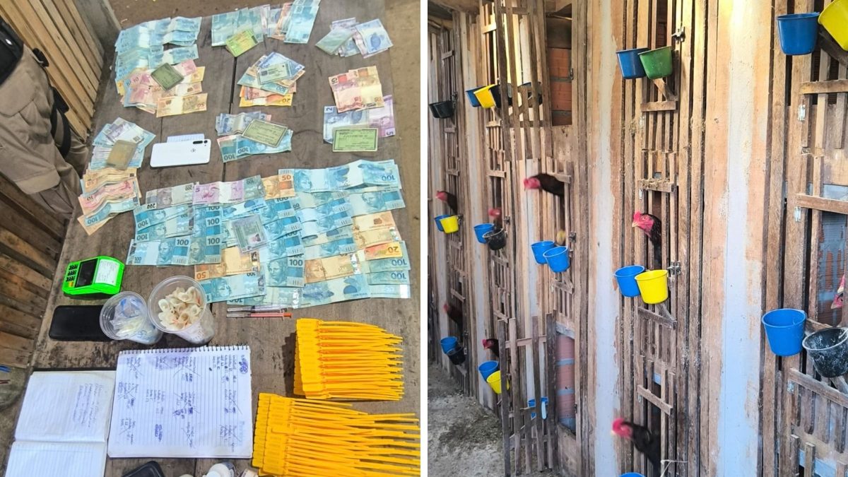 Rinque clandestino com mais de 60 aves é descoberto em SC; local era usado para apostas em rinha de galos e tinha R$ 12,5 mil, medicamentos e esporas