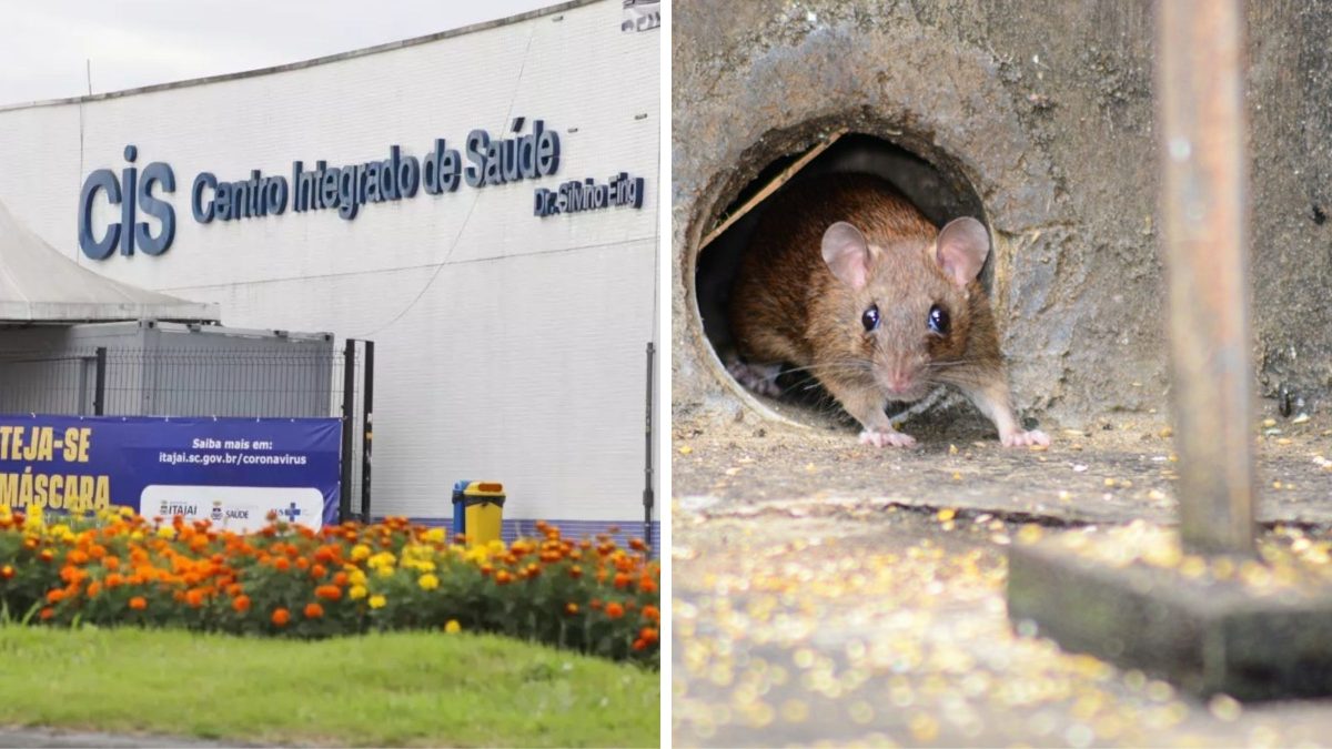 Após confirmar primeiro caso de hantavirose em 19 anos, prefeitura de SC reforça ações de prevenção contra roedores