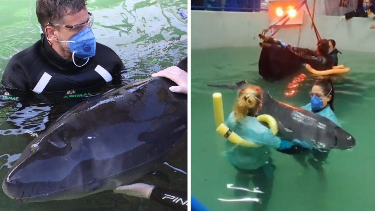 Baleia rara resgatada em cidade com maior orla de SC morre dois após mudança para receber reabilitação em Florianópolis