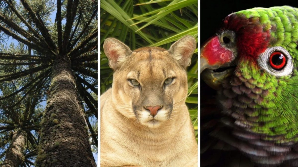 A última grande fortaleza da Mata Atlântica em SC: o parque de 12 mil hectares que conserva a flora nativa e protege animais em extinção