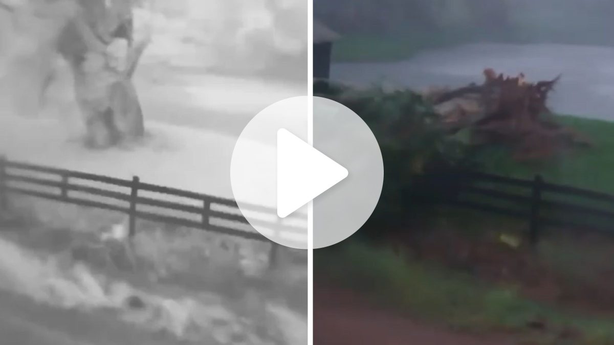 VÍDEO: Rajadas de vento arrancam árvore pela raiz durante temporal em SC na fronteira com a Argentina