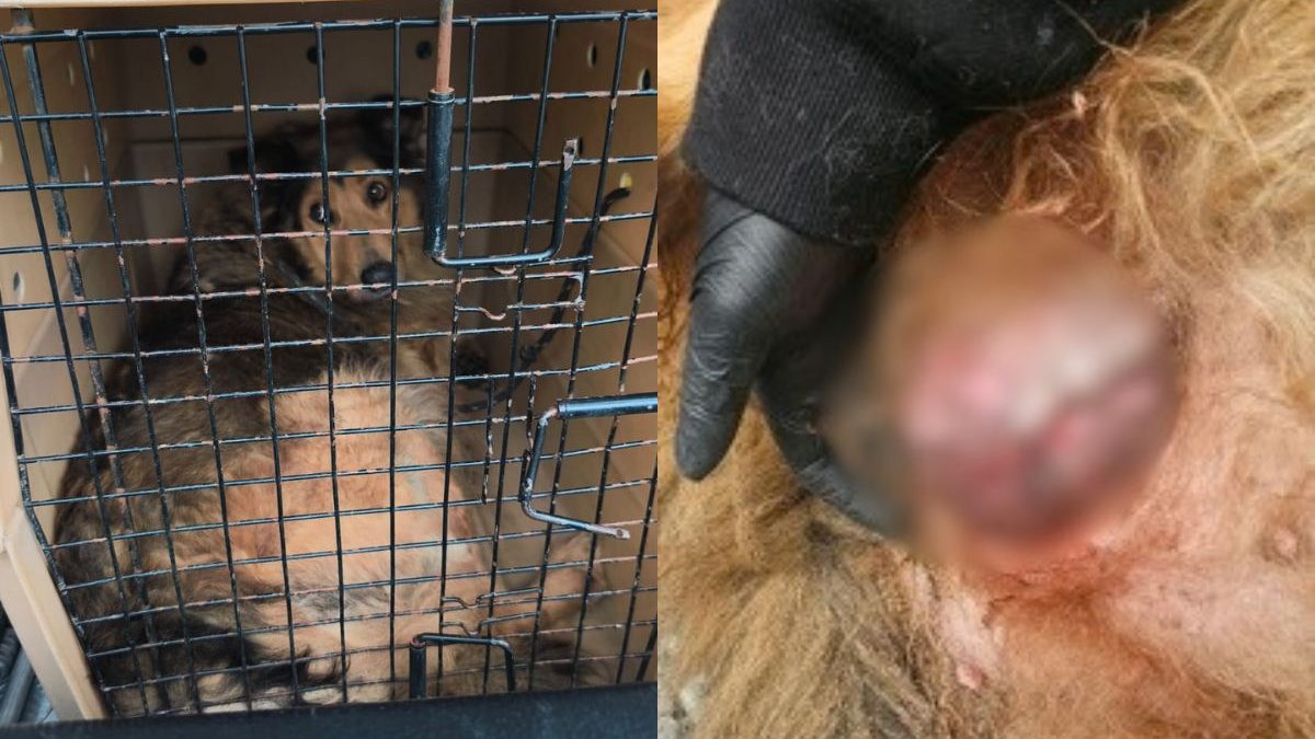 Resgate de dois cães em SC revela animal com tumor enorme e sinais de sangramento após denúncia de maus-tratos