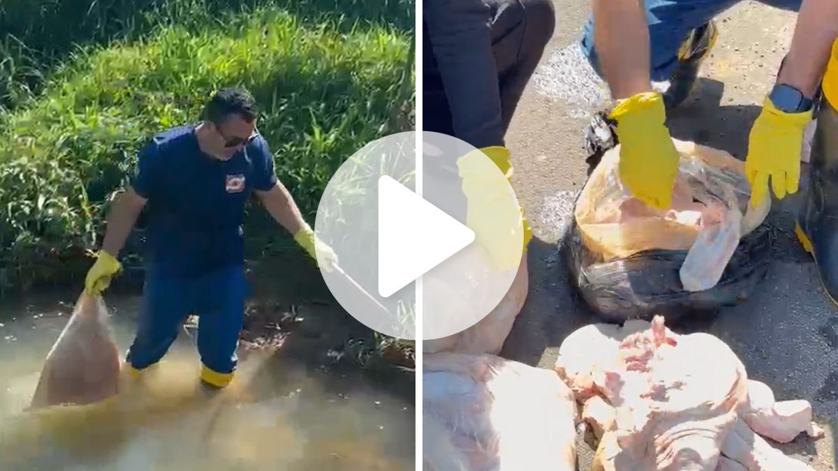 ‘Poderia ser almoço de muita gente’: denúncia revela descarte de mais de 15 quilos de carne em rio e responsável deve responder por crime ambiental em SC - Foto