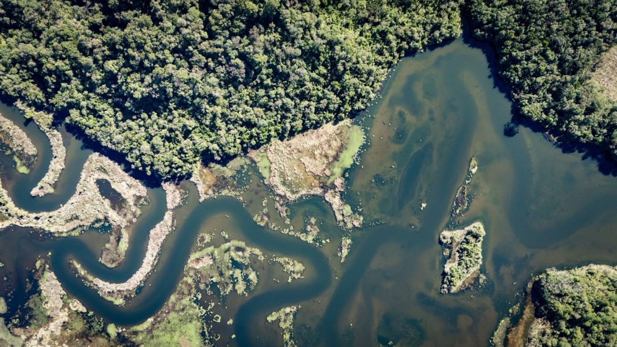 E se você pudesse entrar em um contêiner e ouvir a Mata Atlântica por dentro? - Foto