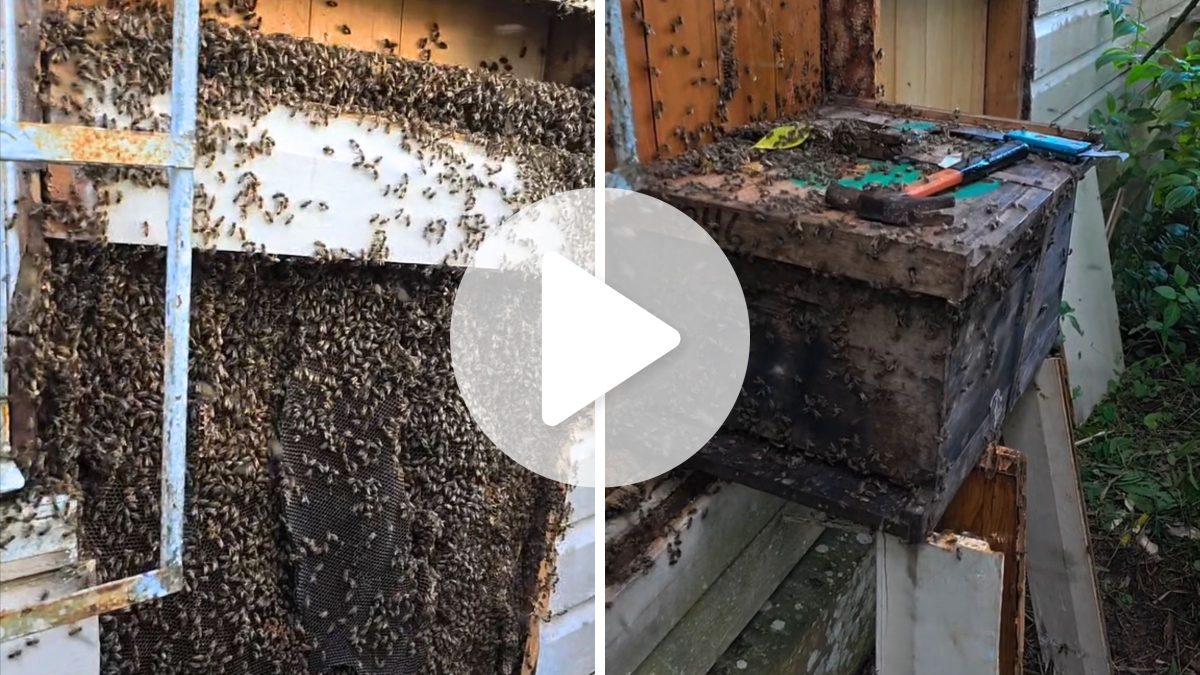 Enxame gigante ocupa parede de casa há anos em Joinville; veja imagens - QTU Questões do Universo