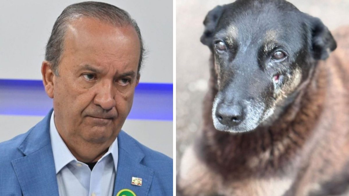Jorginho é pressionado por Merisio a explicar postagem sobre caso do cão Orelha: ‘Eu não vi processo nenhum’