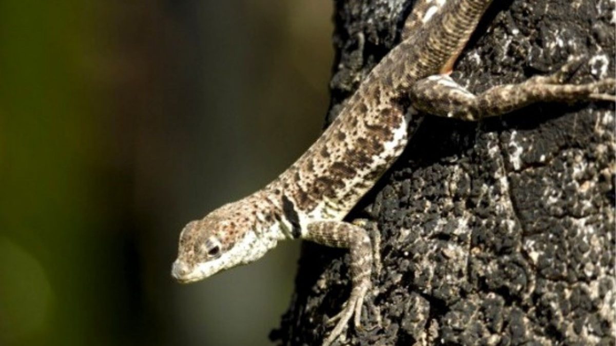 Classificado como ‘criticamente em perigo’, pequeno lagarto exclusivo do Litoral de SC entra na lista de animais ameaçados de extinção - QTU Questões do Universo
