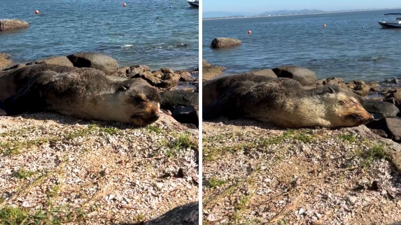 Animal marinho apresentava sinais de cansaço ao ser localizado em Balneário Barra do SulFoto: turismo_bbs/Reprodução/ND Mais