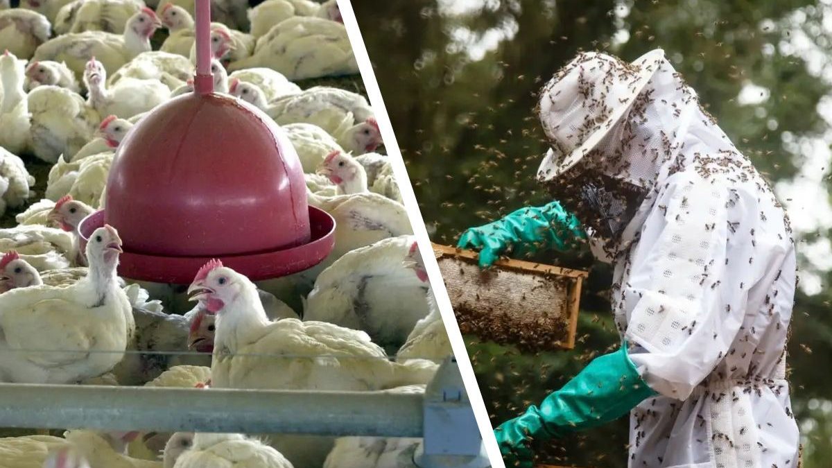 Frango e mel passam no teste europeu, mas a porteira ainda não abriu