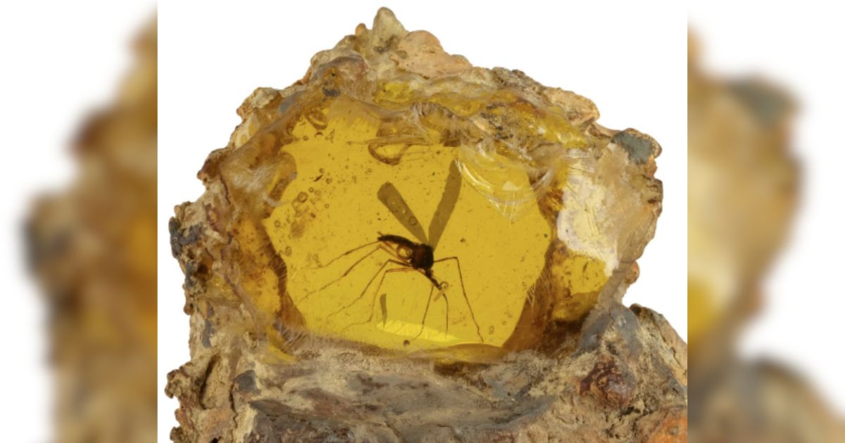 Fãs de Jurassic Park disputam objeto de resina em leilão e surpreendem ao pagar R$ 2,2 milhões por um mosquito falso que imita um fóssil pré-histórico - QTU Questões do Universo