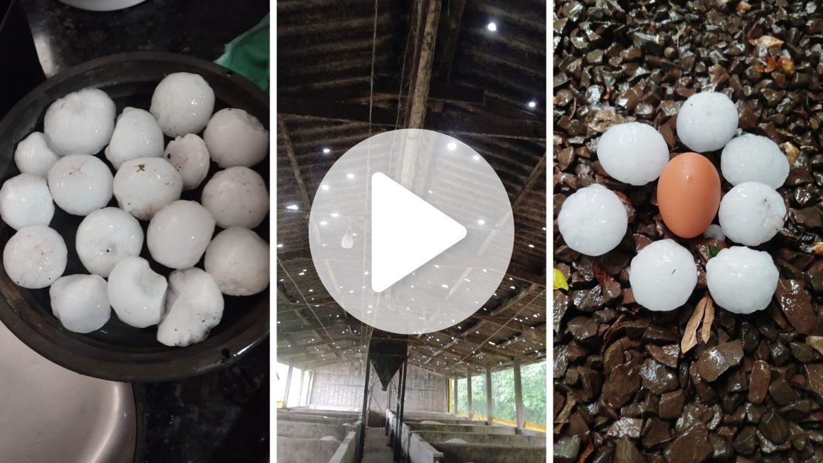 VÍDEO: Cidade de SC estima mais de mil casas atingidas após temporal de granizo e distribui 25 mil metros de lona
