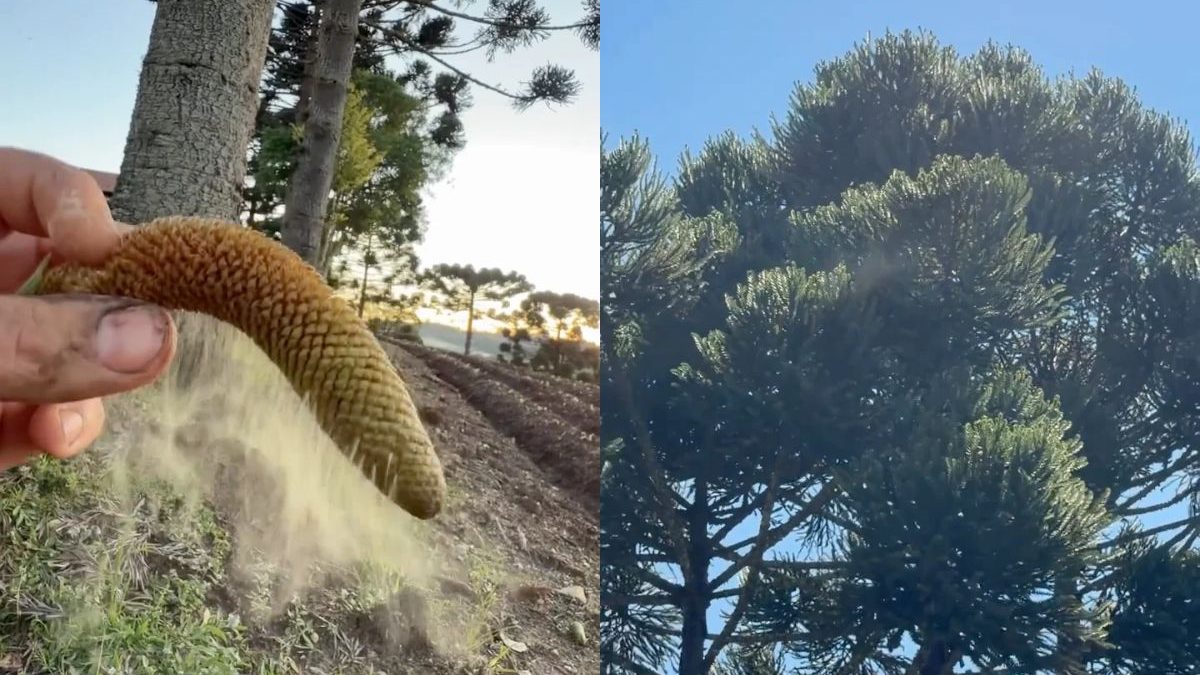 Produtor rural mostra ‘chuva’ de pólen que tomou conta do chão em SC e vídeo surpreende