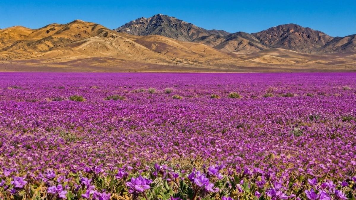 FOTOS: Deserto mais seco do mundo vira ‘mar de flores’ em evento raro causado pelas fortes chuvas do El Niño