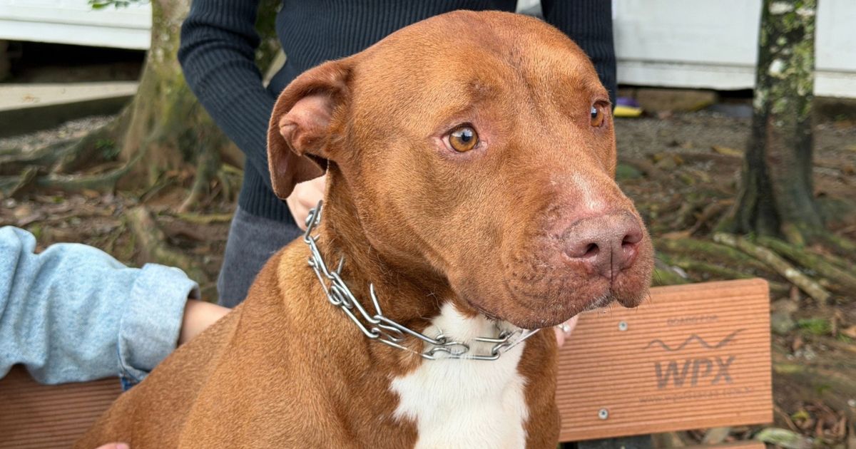Cerca de 50 Pitbulls aguardam adoção em Itajaí e município busca tutores preparados para a rotina dos animais