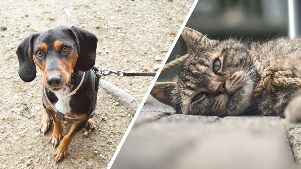Prefeitura cria lei que proíbe prender cães e gatos com correntes ou cordas que impeçam o movimento natural do animal - Foto