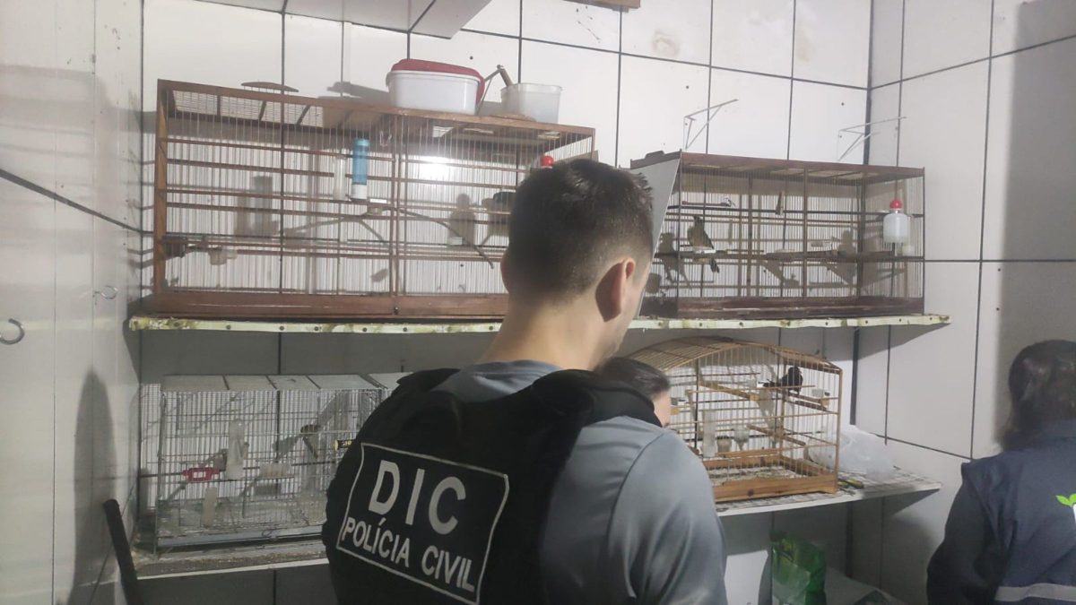 Megaoperação cumpre cinco mandados, prende quatro em flagrante e resgata pássaros em esquema de comércio ilegal em Joinville