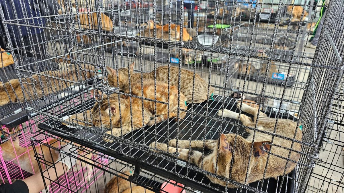 Grupo é detido por esquema de tráfico e abate de felinos em Santa Catarina