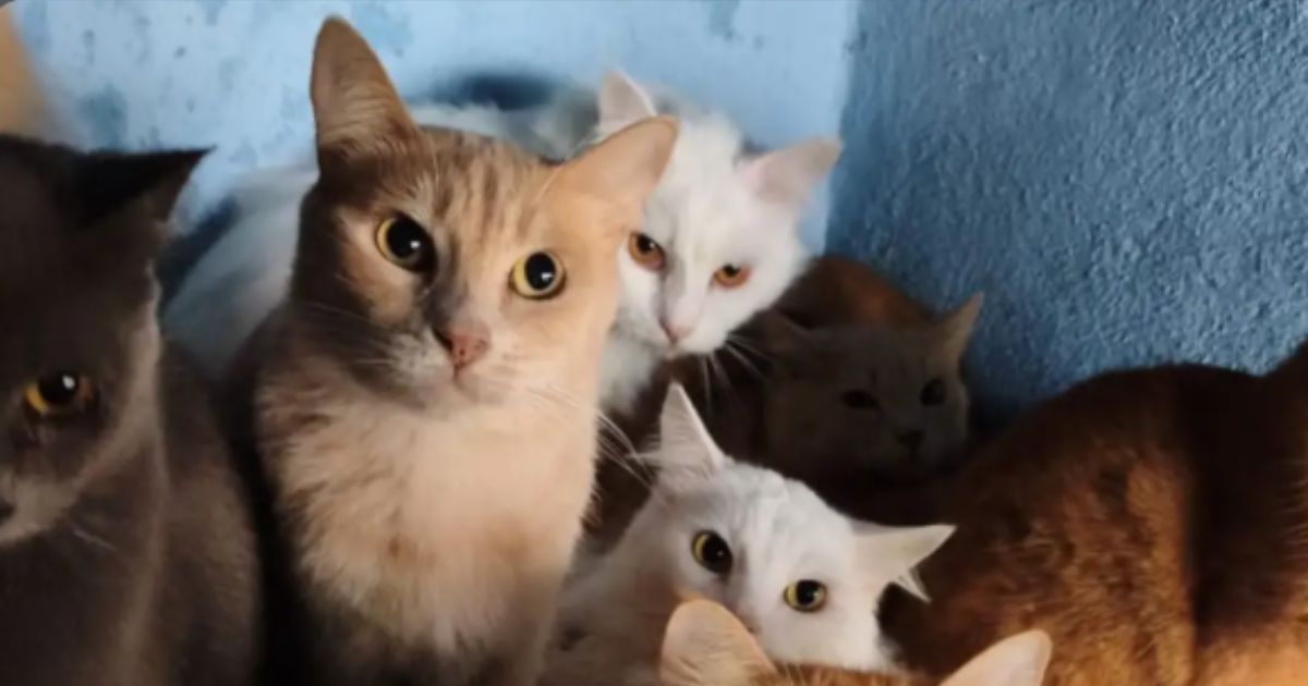 Do medo à adaptação: gatos resgatados de apartamento superlotado ainda precisam se acostumar à vida com humanos em SC