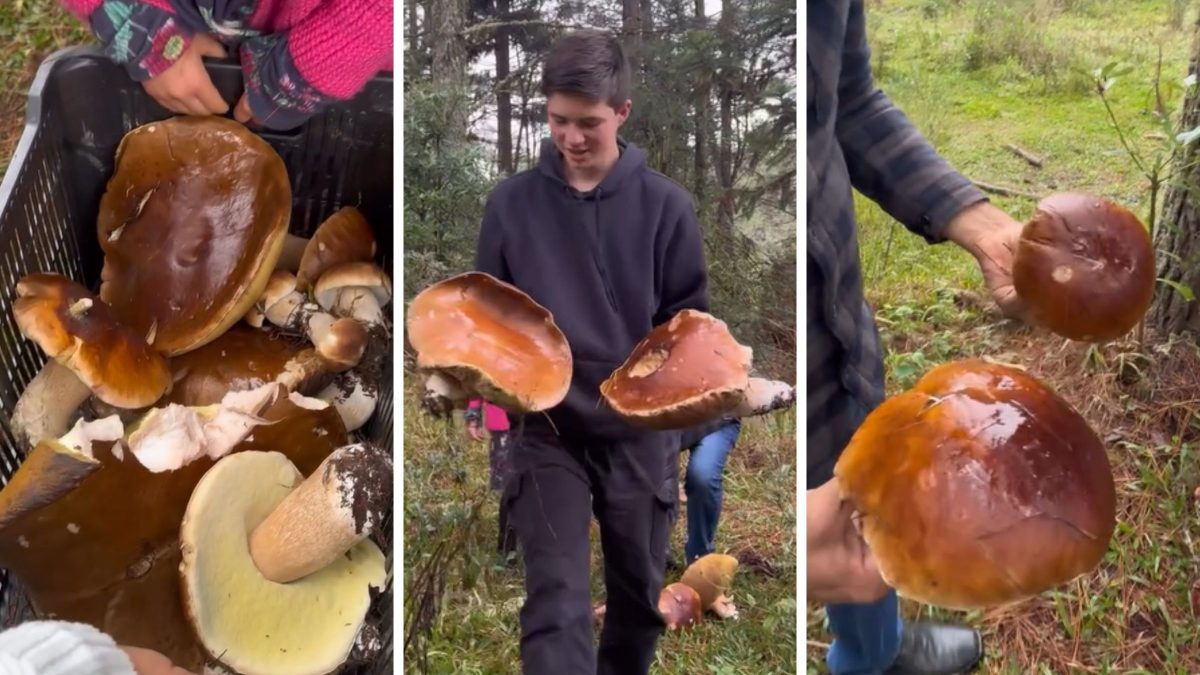 Cogumelo gigante e iguaria de luxo da Europa surge em sítio da Serra de SC e atrai turismo rural com ‘caçada’ em floresta