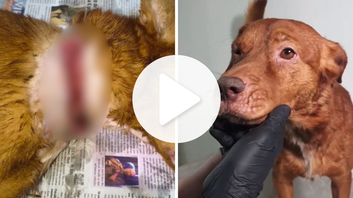 Coleira de filhote nunca retirada do pescoço de cachorro penetra na pele, provoca lesão grave e expõe caso de maus-tratos em SC