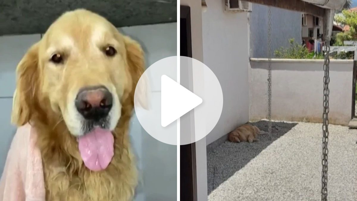 Godofredo, cachorro resgatado por maus-tratos em SC, é devolvido para antiga tutora após disputa judicial