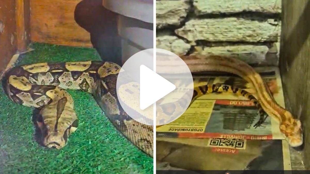 Segunda maior cobra do Brasil e serpentes exóticas proibidas são resgatadas em casa de SC