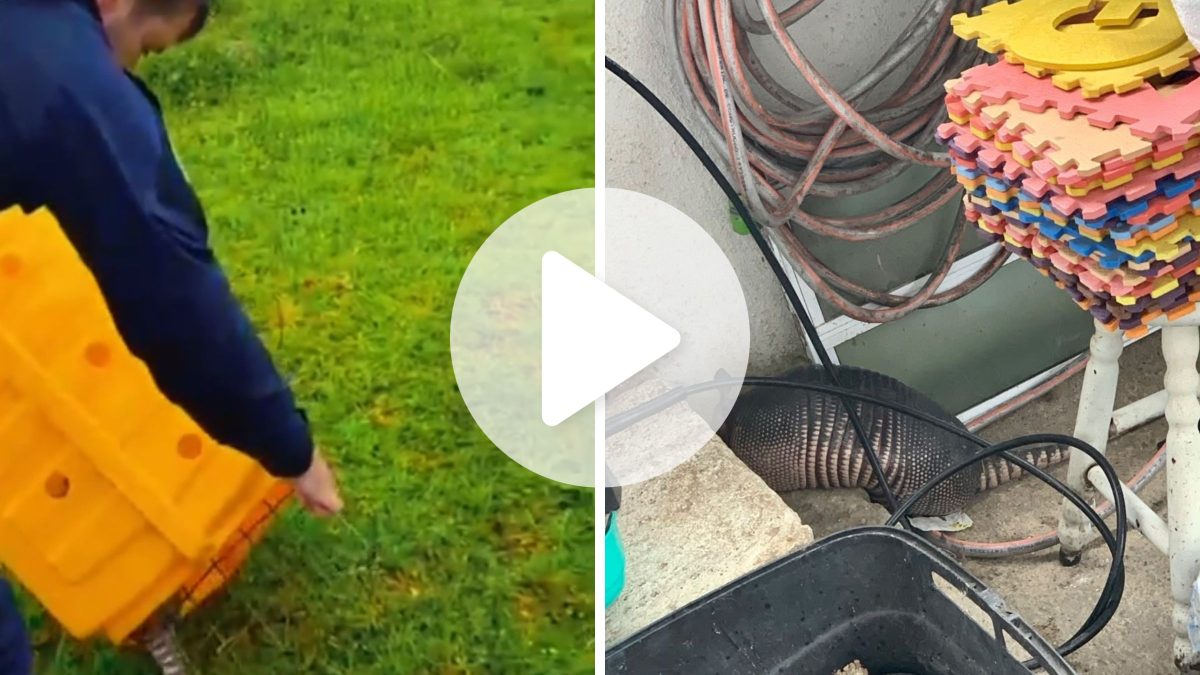 VÍDEO: Animal com blindagem natural surpreende moradores ao aparecer em pátio de residência em SC
