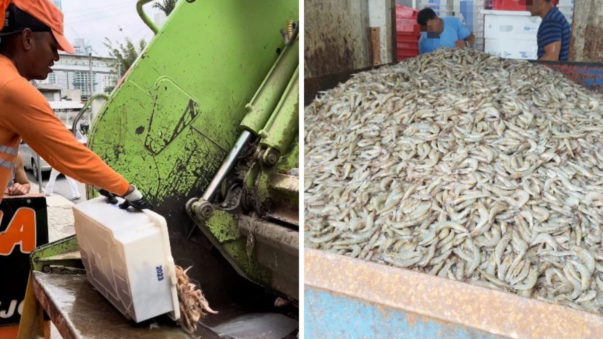 Restos de peixes, alimentos vencidos e falta de alvará levam fiscalização a jogar no lixo 23 toneladas de camarão e pescados em praias de SC