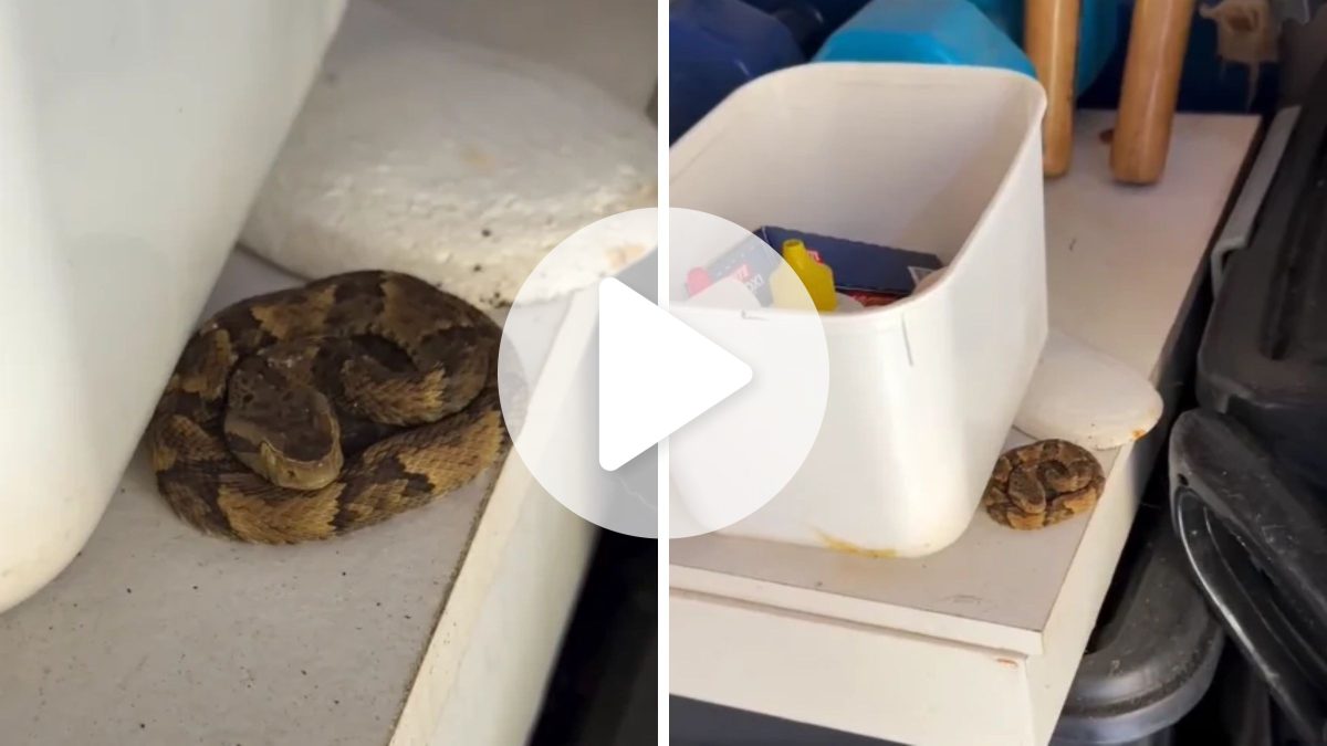 Escondida em lavanderia, bebê de cobra mais perigosa do Brasil é encontrado em posição ‘saca-rolhas’ em SC e biólogo alerta: ‘Leva uma pessoa para o hospital’