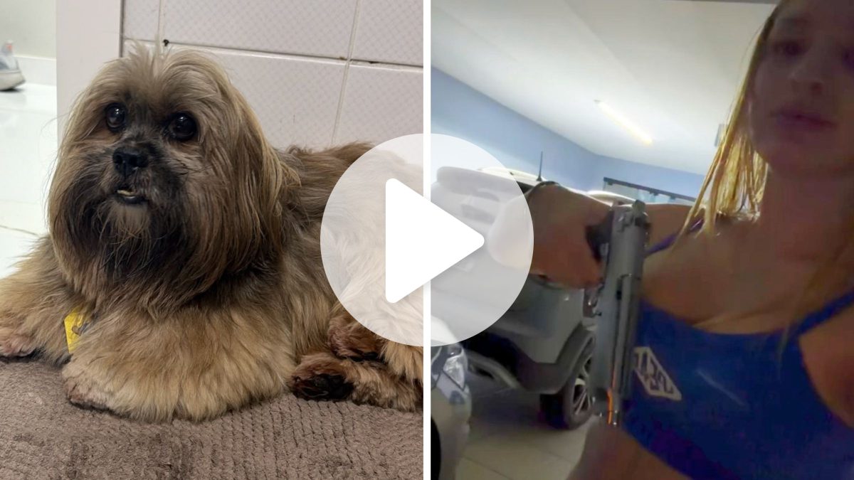 Cachorro quase perde um olho em ataque anterior com disparos feitos por influenciadora, aponta investigação em SC