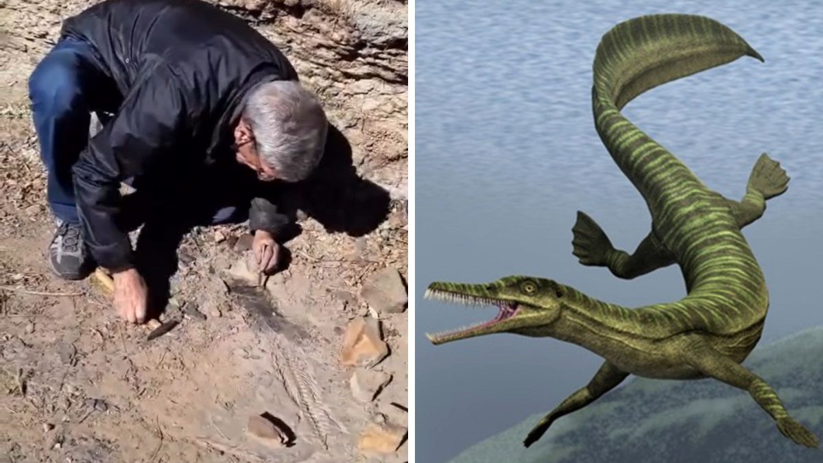 Fósseis de animais que viveram antes dos dinossauros e foram revelados por seca histórica em SC podem ser visitados até hoje; veja imagens