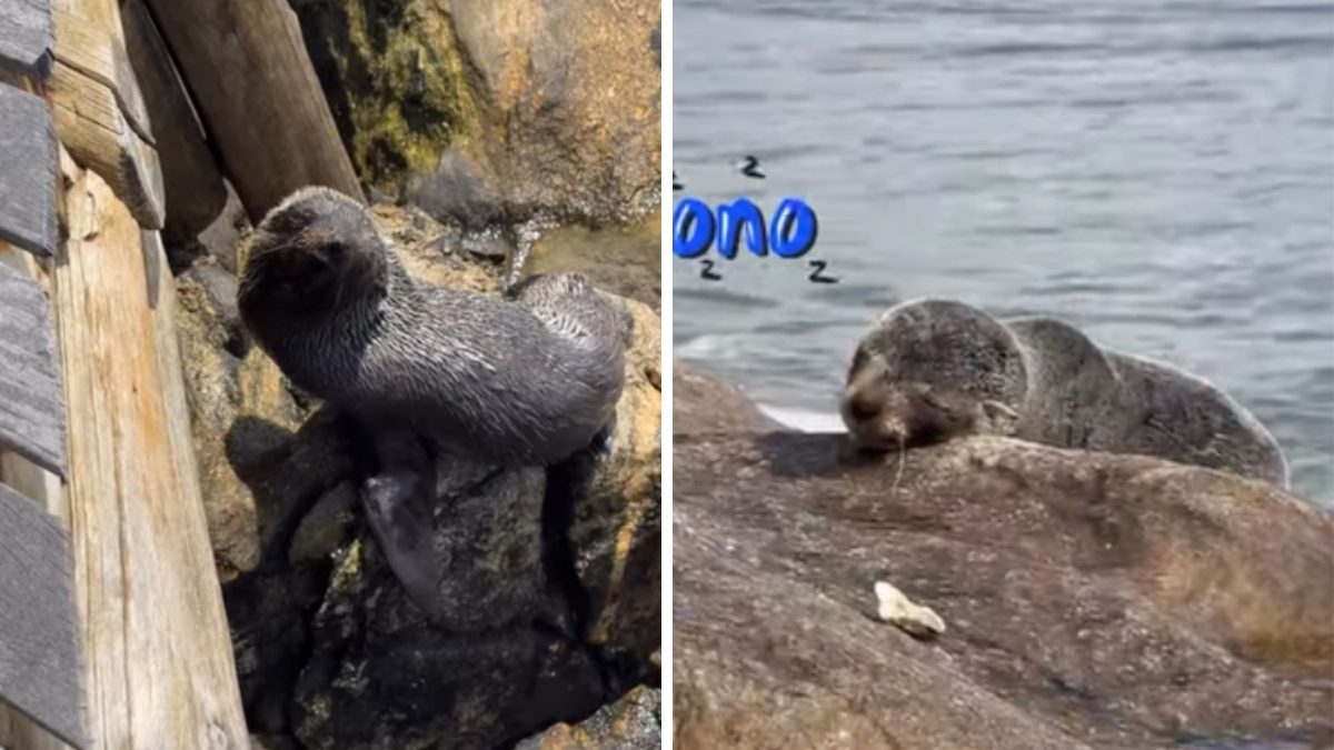 Pequeno e longe da mãe, filhote de lobo-marinho escolhe praia de SC para descansar e encanta moradores